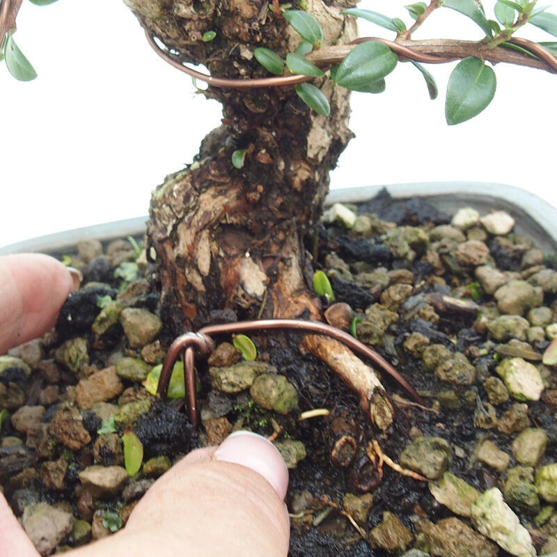 Zimmer Bonsai - Myrtus communis - Myrte