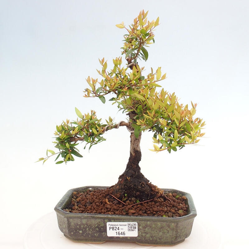 Zimmer Bonsai - Myrtus communis - Myrte