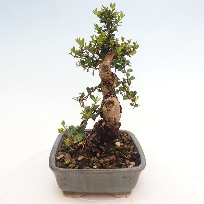 Zimmer Bonsai - Myrtus communis - Myrte