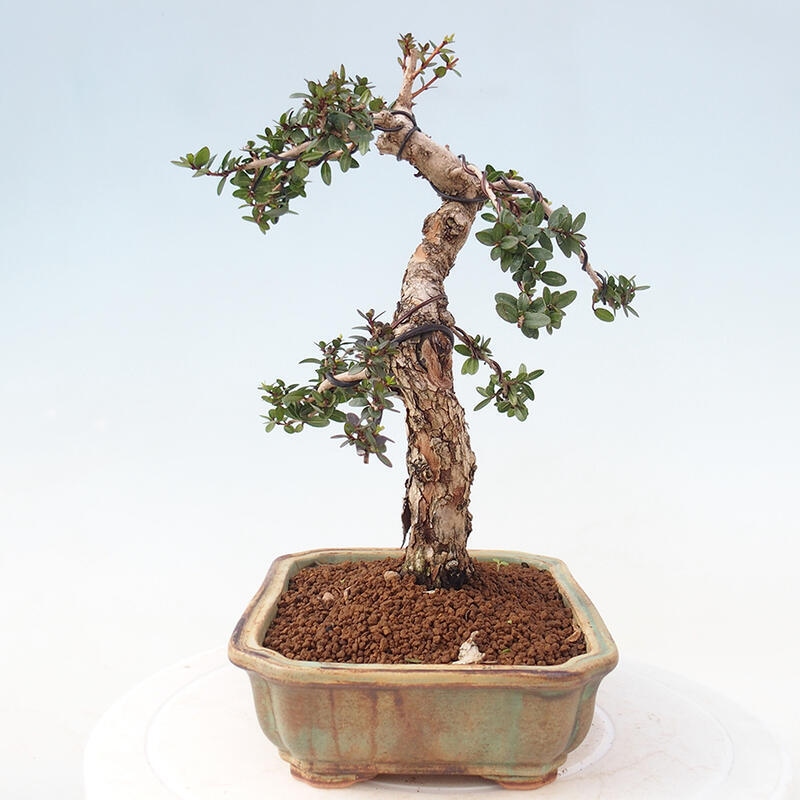 Zimmer Bonsai - Myrtus communis - Myrte