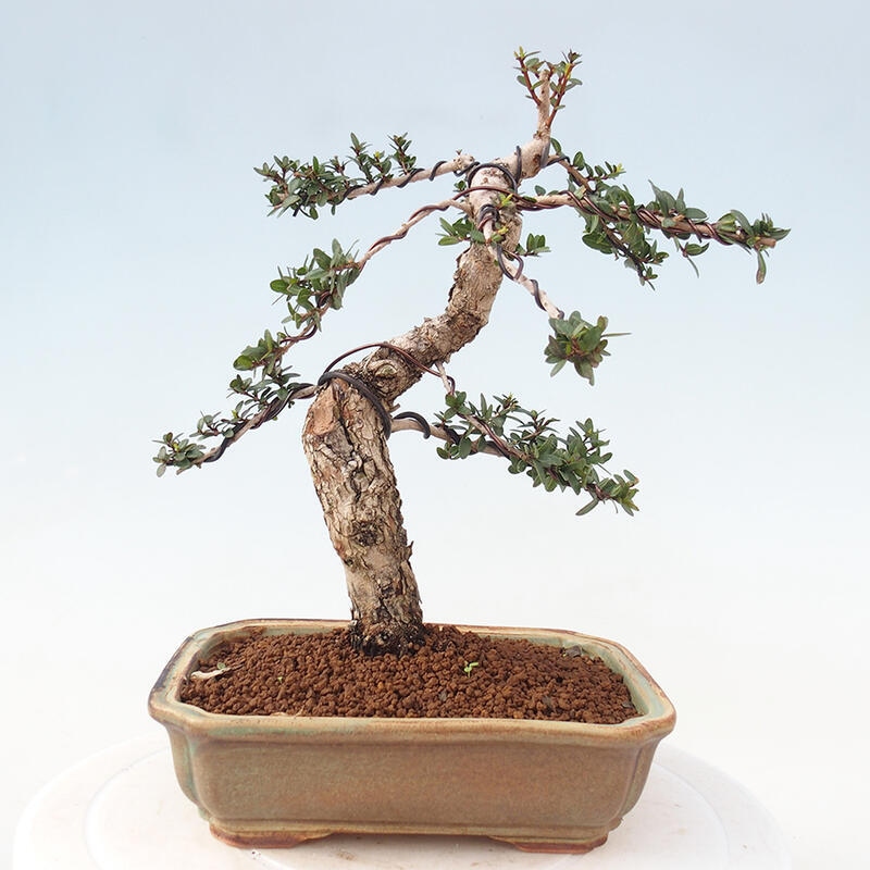 Zimmer Bonsai - Myrtus communis - Myrte