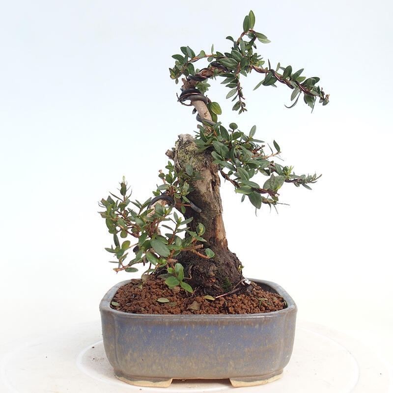 Zimmer Bonsai - Myrtus communis - Myrte