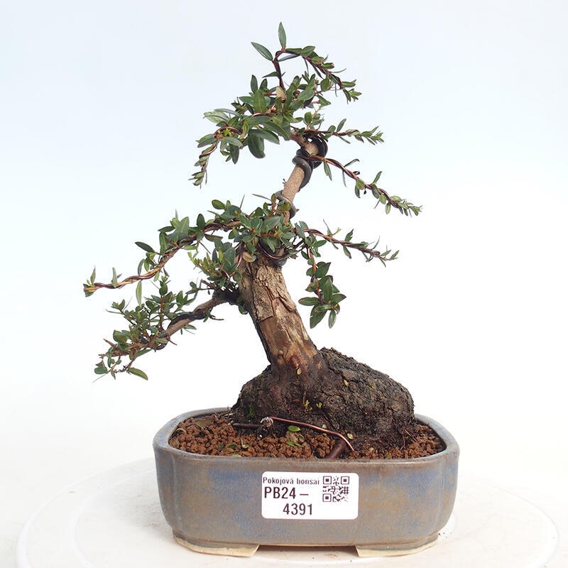 Zimmer Bonsai - Myrtus communis - Myrte