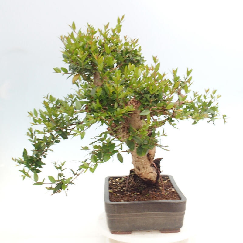 Zimmer Bonsai - Myrtus communis - Myrte
