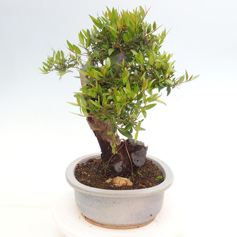Zimmer Bonsai - Myrtus communis - Myrte