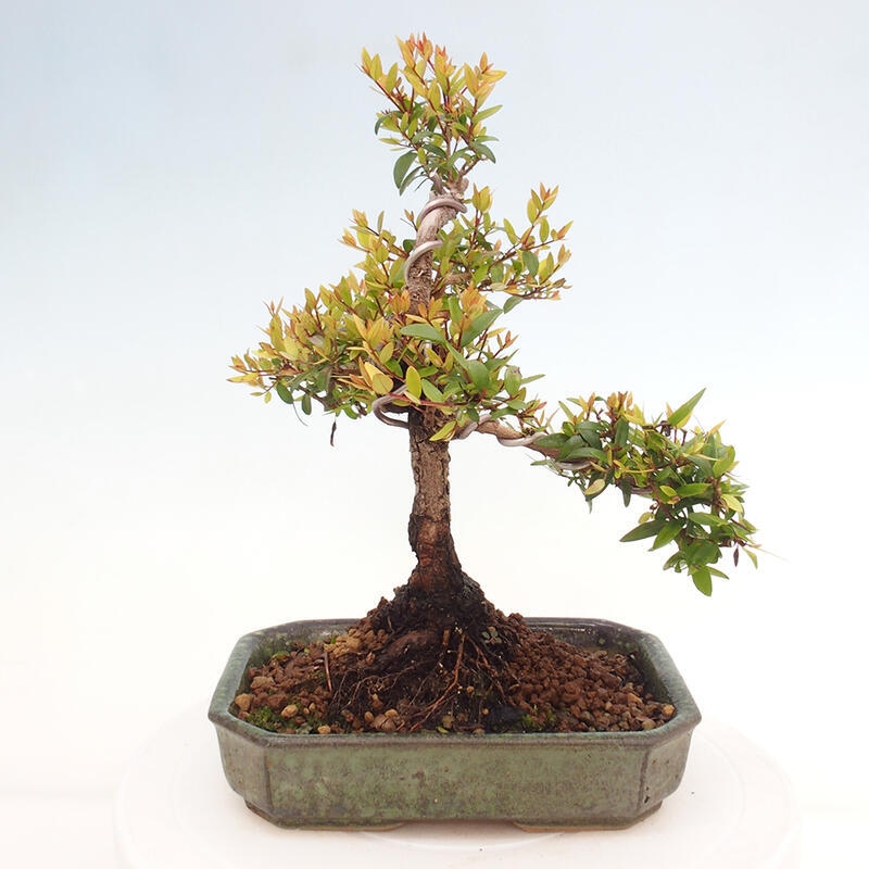 Zimmer Bonsai - Myrtus communis - Myrte