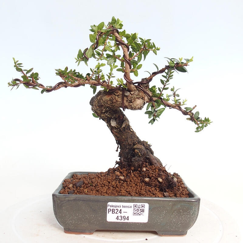 Zimmer Bonsai - Myrtus communis - Myrte