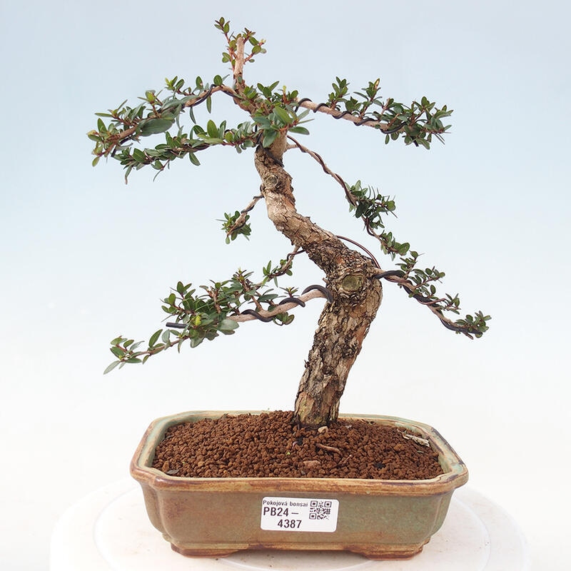 Zimmer Bonsai - Myrtus communis - Myrte