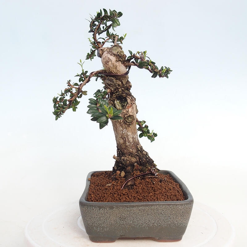 Zimmer Bonsai - Myrtus communis - Myrte