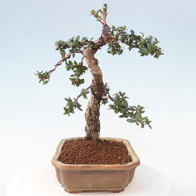 Zimmer Bonsai - Myrtus communis - Myrte