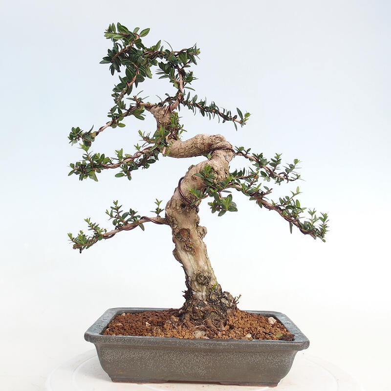 Zimmer Bonsai - Myrtus communis - Myrte