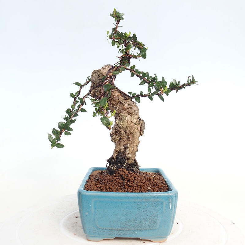 Zimmer Bonsai - Myrtus communis - Myrte