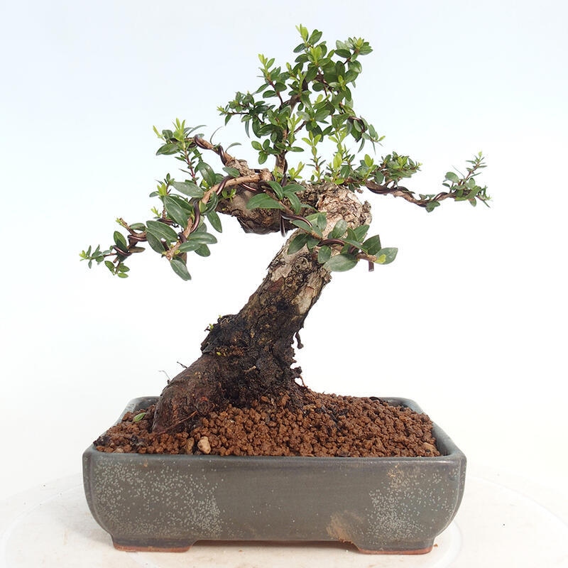 Zimmer Bonsai - Myrtus communis - Myrte