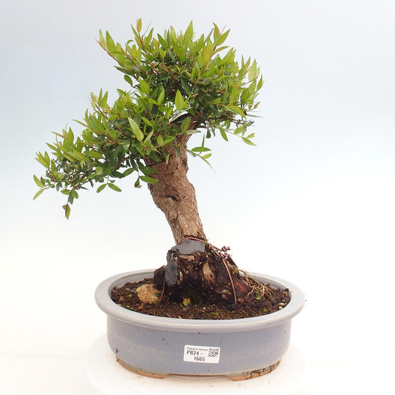 Zimmer Bonsai - Myrtus communis - Myrte