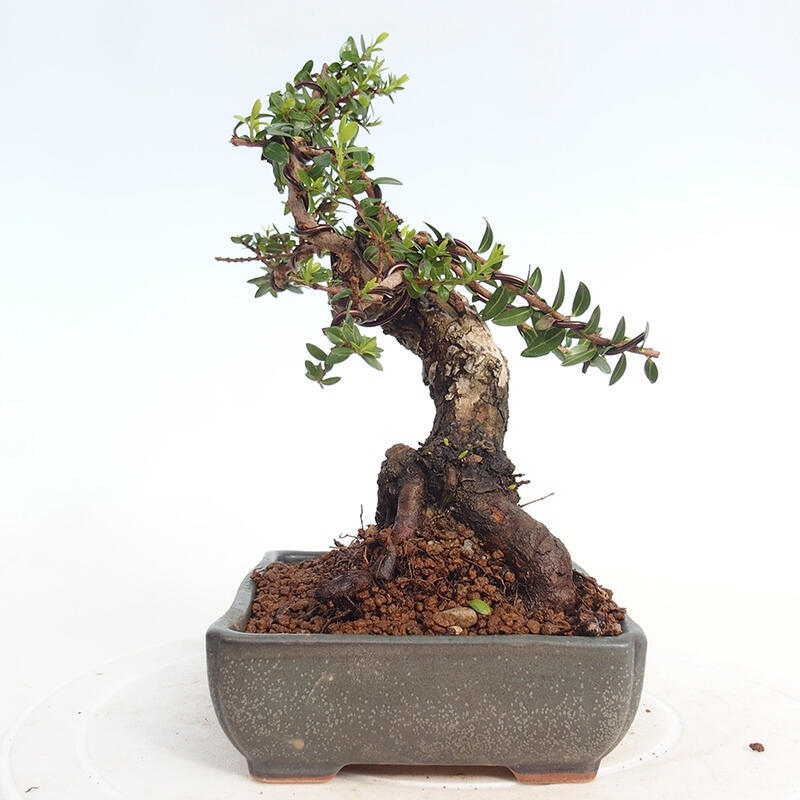 Zimmer Bonsai - Myrtus communis - Myrte