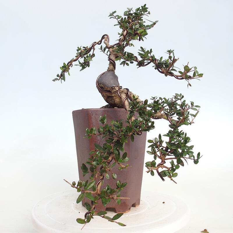 Zimmer Bonsai - Myrtus communis - Myrte
