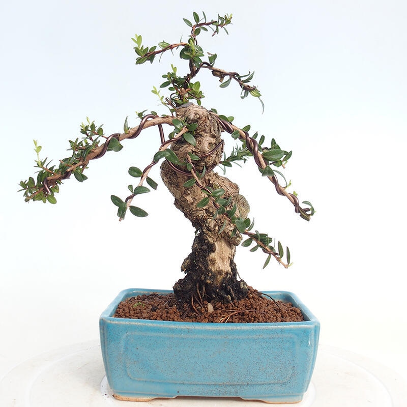 Zimmer Bonsai - Myrtus communis - Myrte