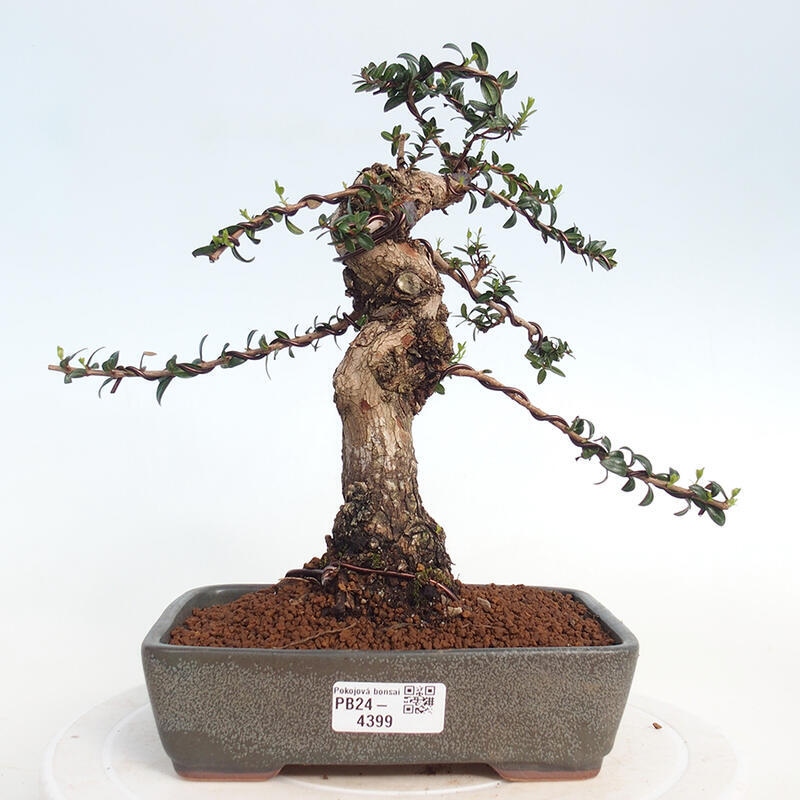 Zimmer Bonsai - Myrtus communis - Myrte