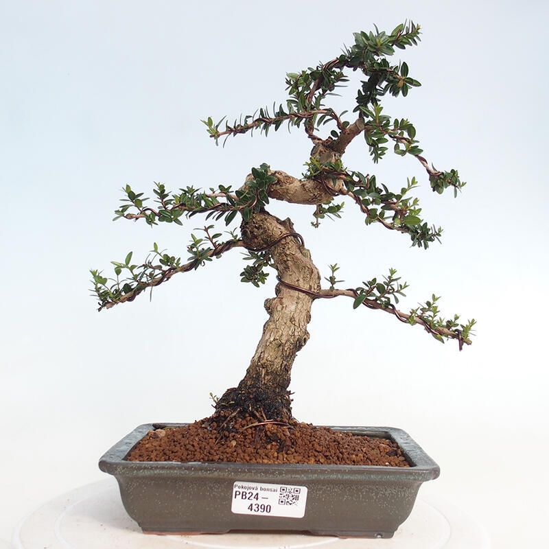 Zimmer Bonsai - Myrtus communis - Myrte