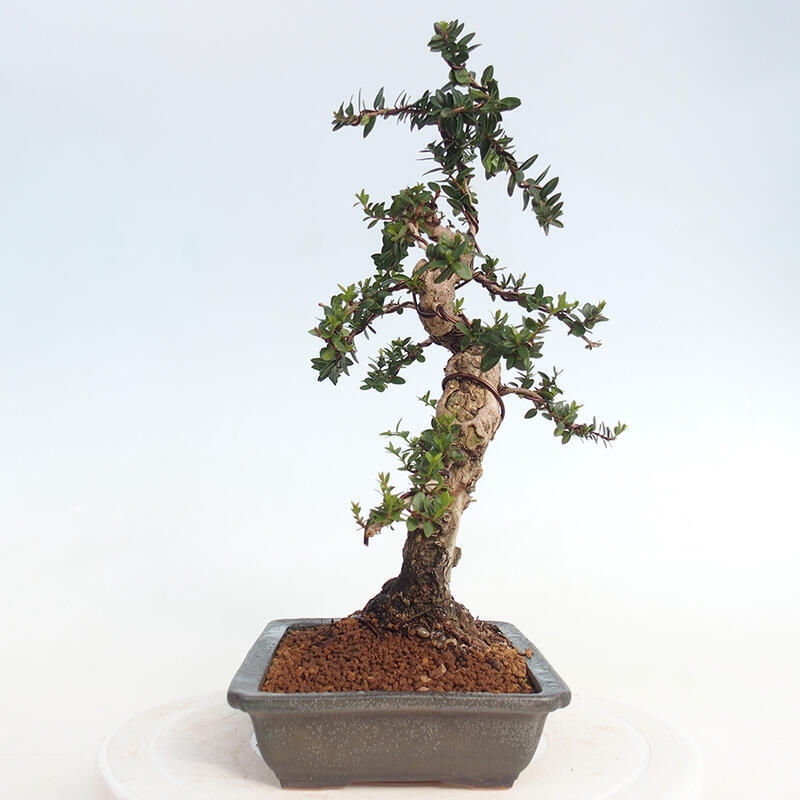 Zimmer Bonsai - Myrtus communis - Myrte