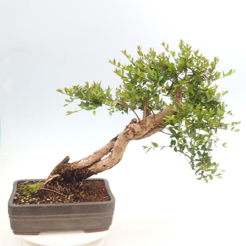 Zimmer Bonsai - Myrtus communis - Myrte