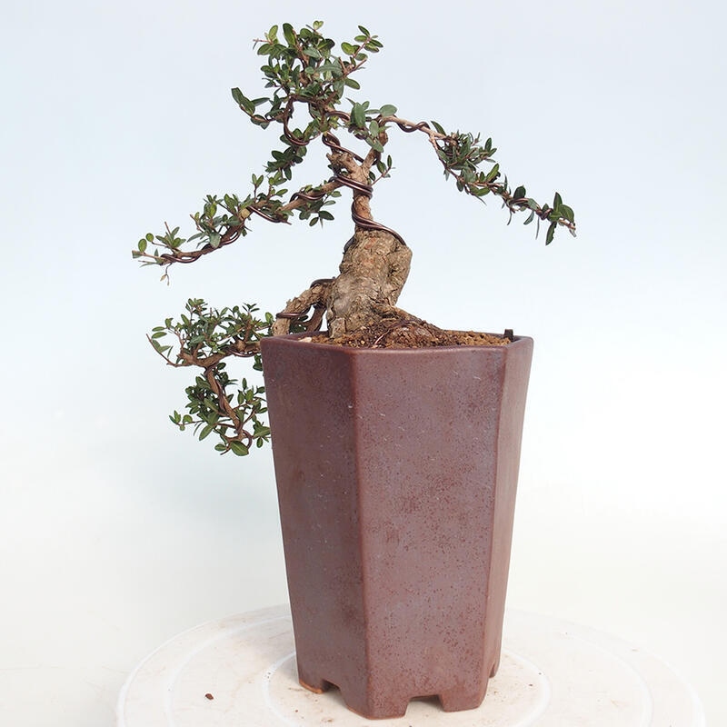 Zimmer Bonsai - Myrtus communis - Myrte