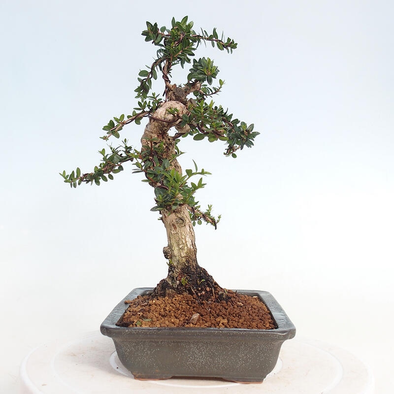 Zimmer Bonsai - Myrtus communis - Myrte