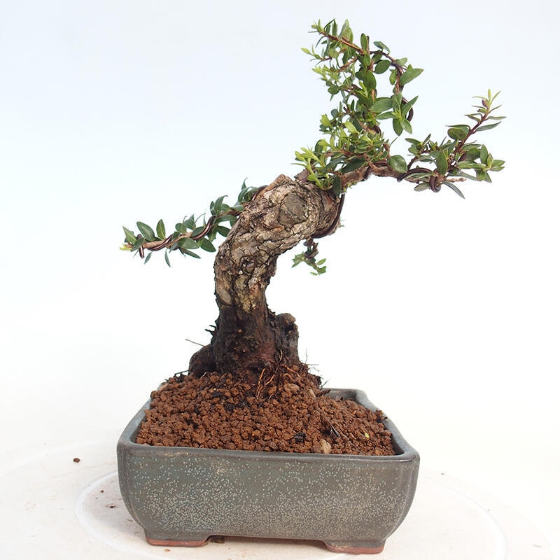 Zimmer Bonsai - Myrtus communis - Myrte
