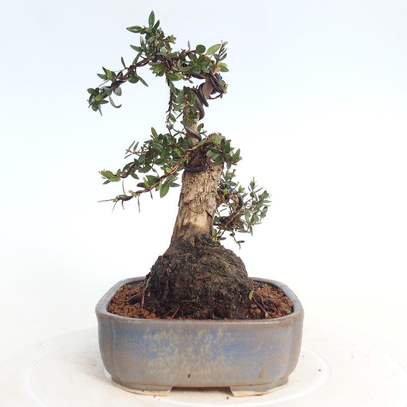 Zimmer Bonsai - Myrtus communis - Myrte