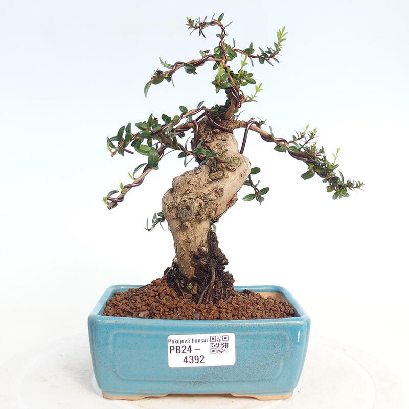 Zimmer Bonsai - Myrtus communis - Myrte