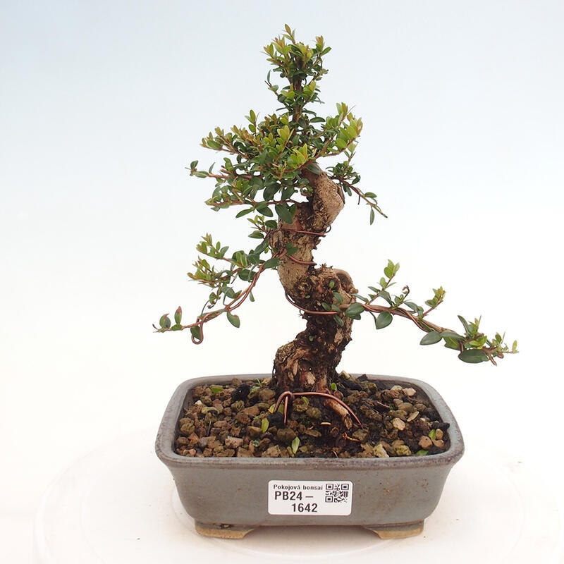 Zimmer Bonsai - Myrtus communis - Myrte