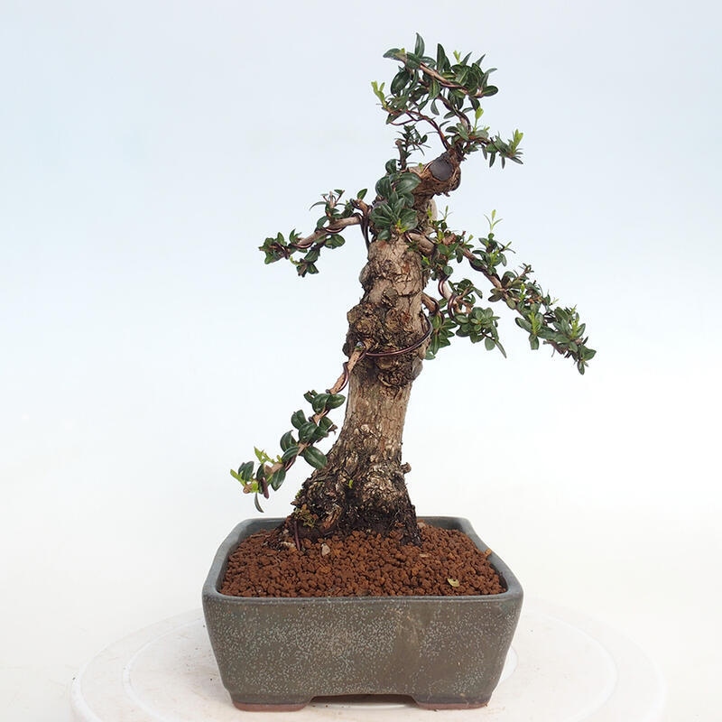 Zimmer Bonsai - Myrtus communis - Myrte