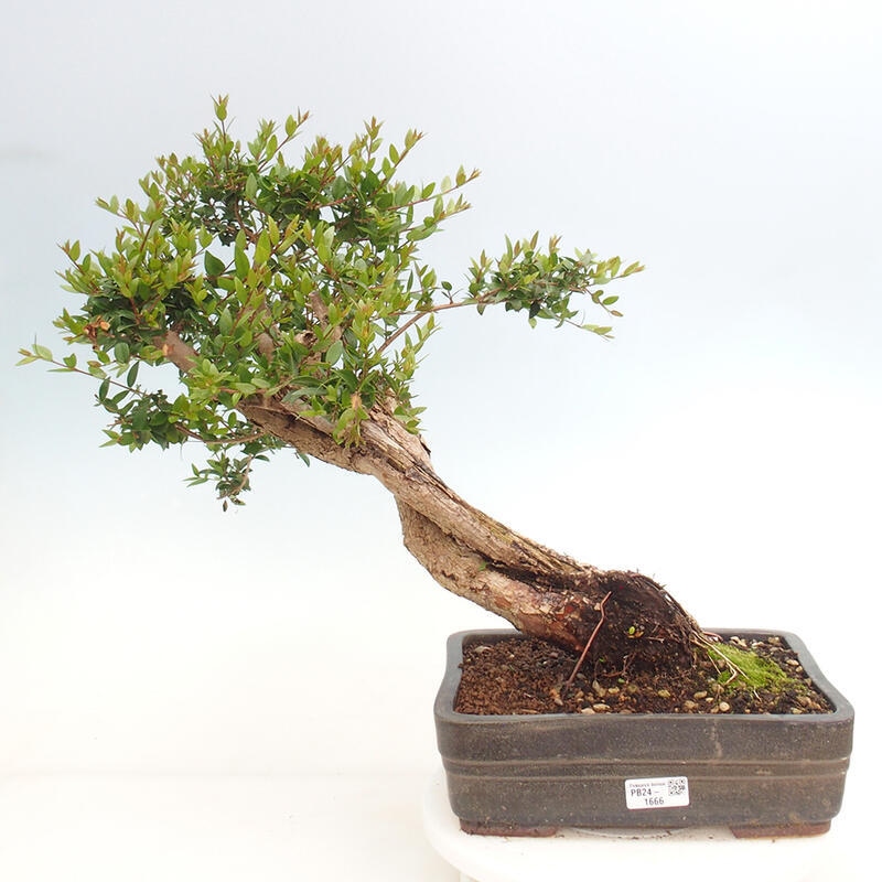 Zimmer Bonsai - Myrtus communis - Myrte
