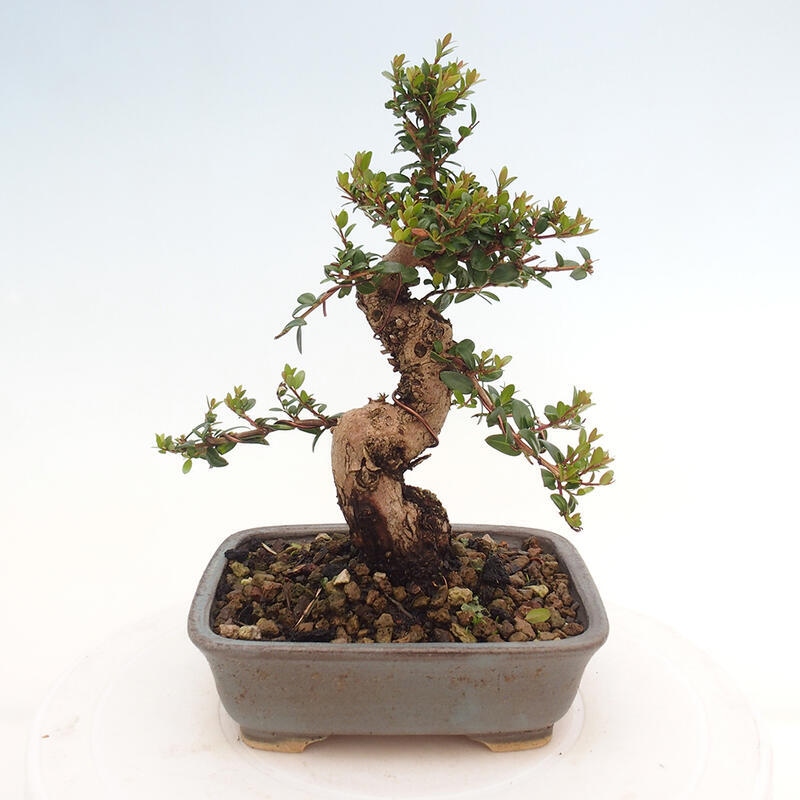 Zimmer Bonsai - Myrtus communis - Myrte