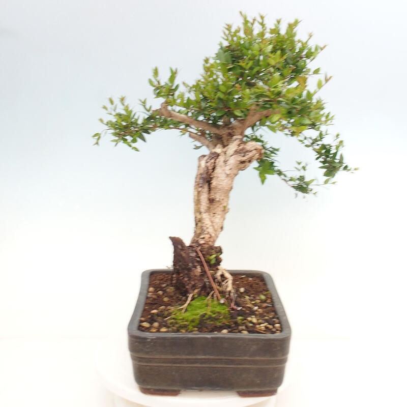 Zimmer Bonsai - Myrtus communis - Myrte