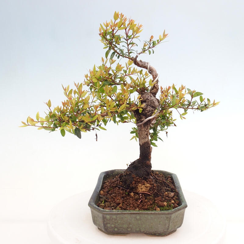 Zimmer Bonsai - Myrtus communis - Myrte
