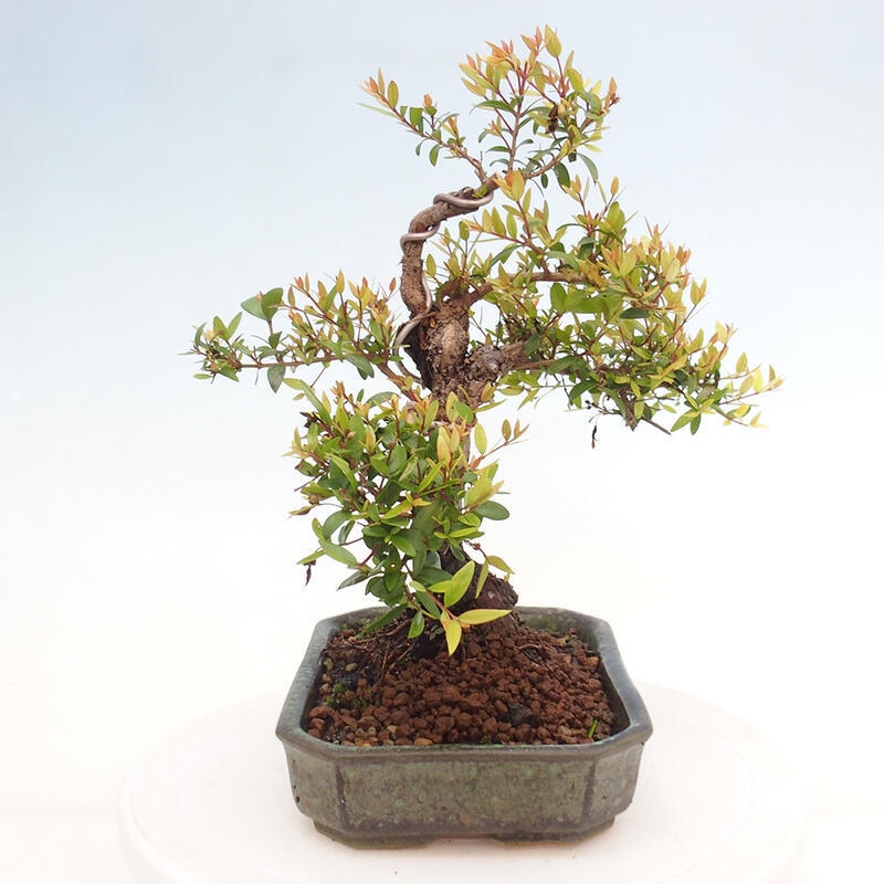Zimmer Bonsai - Myrtus communis - Myrte