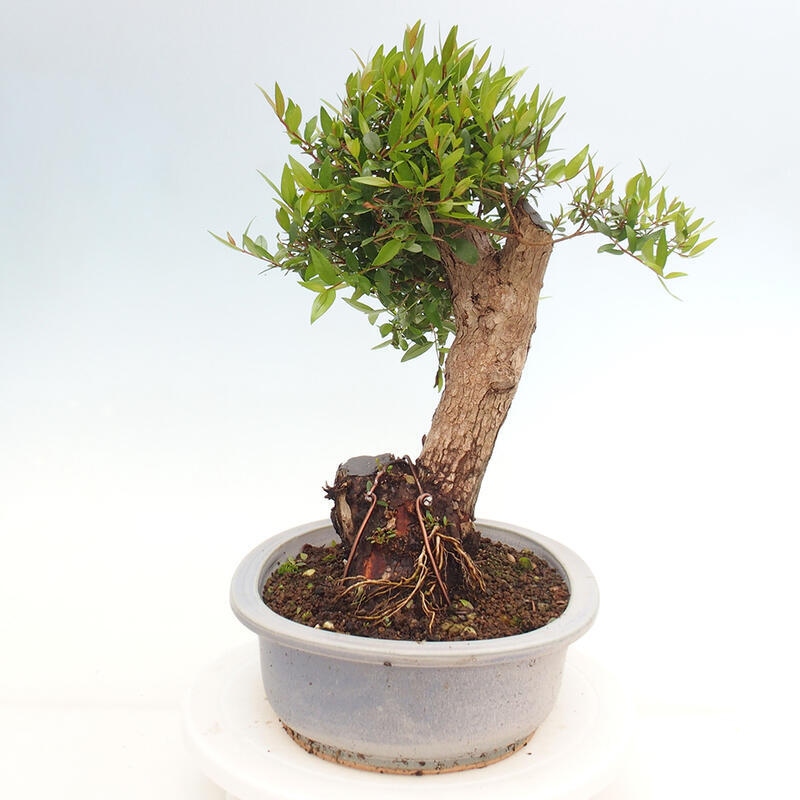 Zimmer Bonsai - Myrtus communis - Myrte