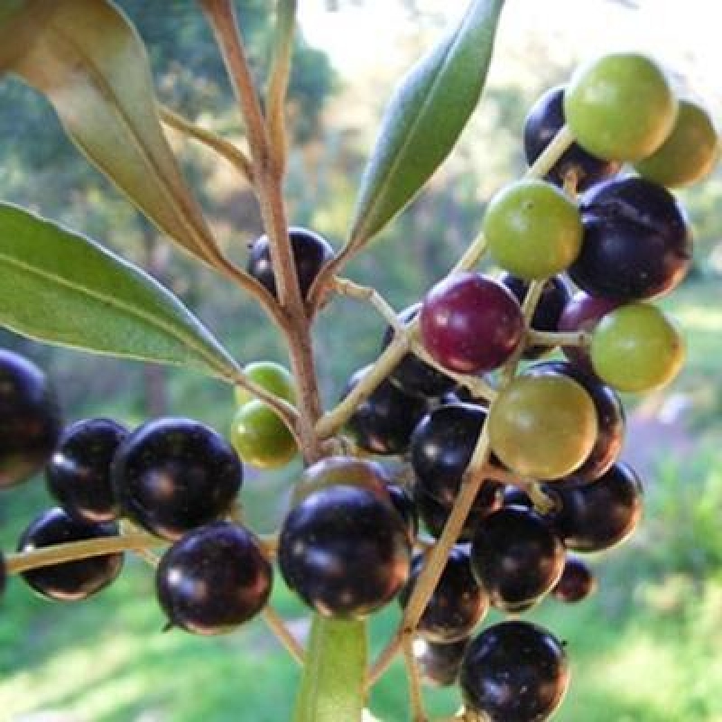 Zimmerbonsai - Olea europaea sylvestris
