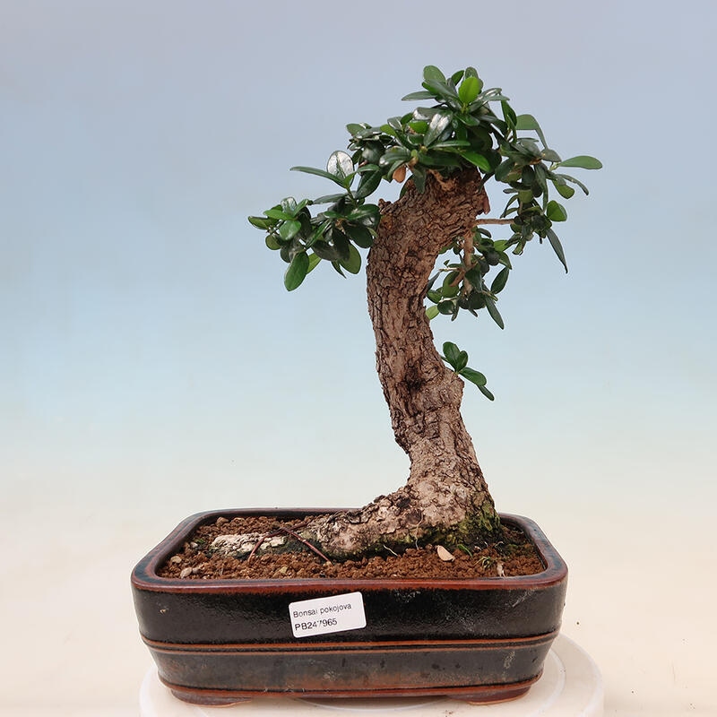 Zimmerbonsai - Olea europaea sylvestris