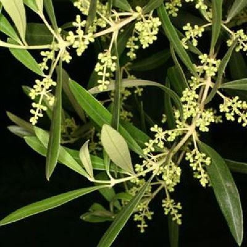 Zimmerbonsai - Olea europaea sylvestris