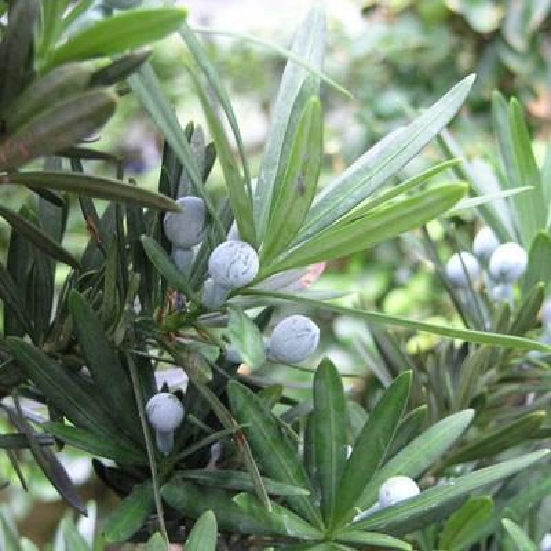 Zimmerbonsai - Podocarpus - Stein-Eibe