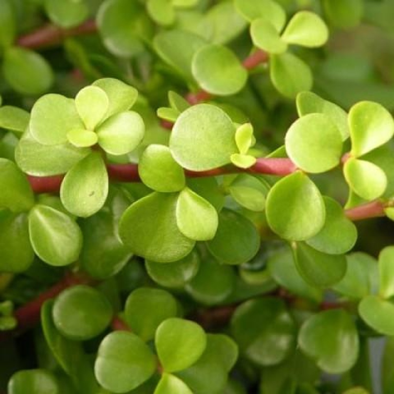 Zimmer Bonsai - Portulakaria Afra - Tlustice
