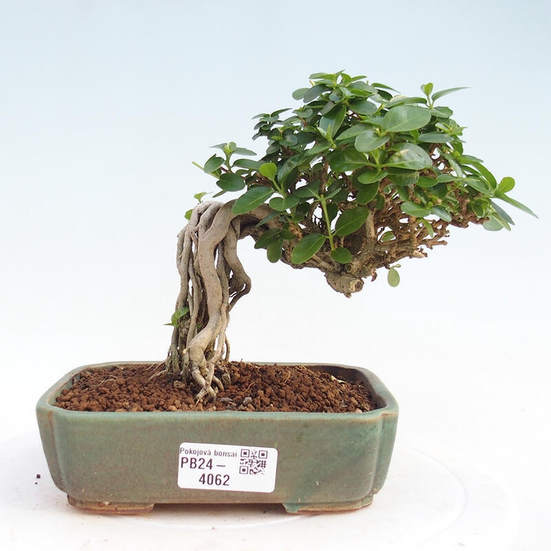 Zimmerbonsai - Premna serratifolia - Kozlovna malolista