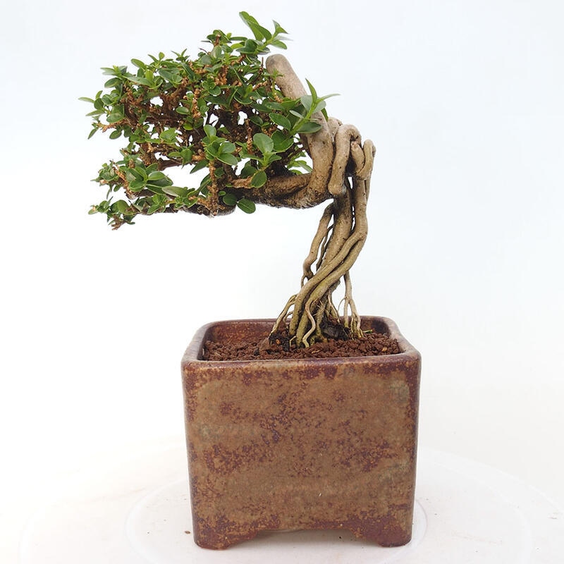 Zimmerbonsai - Premna serratifolia - Kozlovna malolista