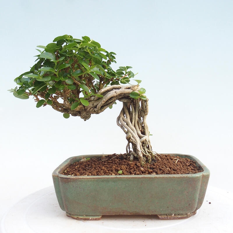 Zimmerbonsai - Premna serratifolia - Kozlovna malolista