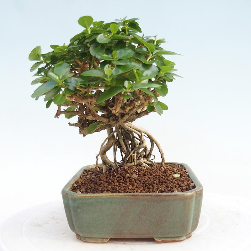 Zimmerbonsai - Premna serratifolia - Kozlovna malolista