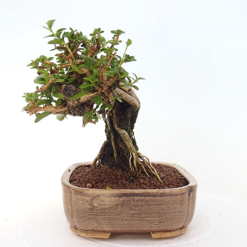 Zimmerbonsai - Premna serratifolia - Kozlovna malolista