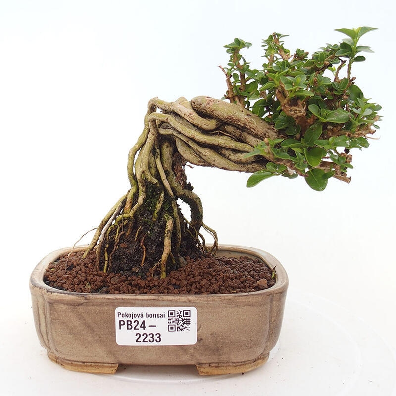 Zimmerbonsai - Premna serratifolia - Kozlovna malolista