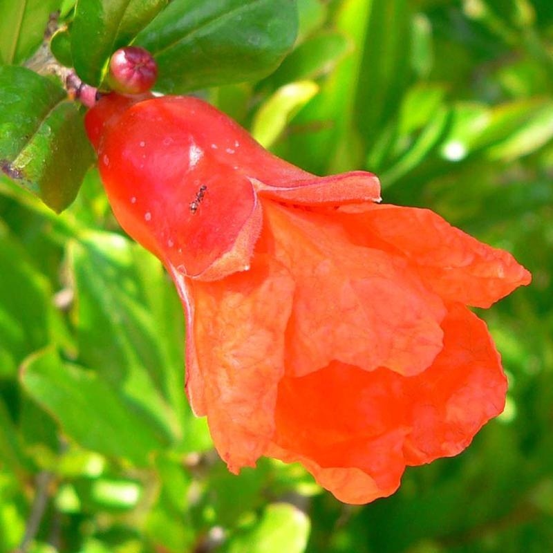 Zimmer-Bonsai-PUNICA granatum nana-Apfel-Granatapfel